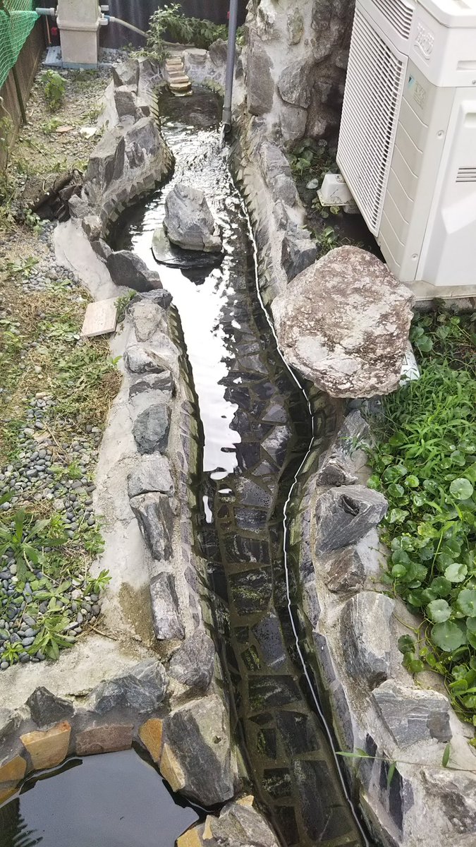 ケヅメちゃん tweet media