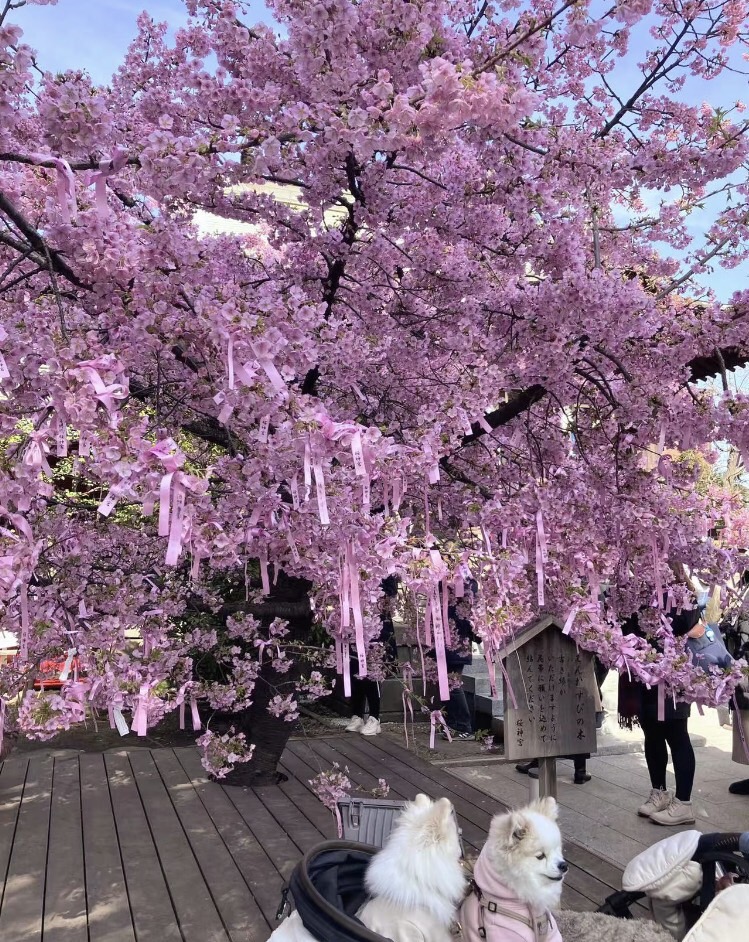 nijitokane's tweet photo. 桜のトンネルを抜けて、春の神様にご挨拶。

 #桜 #神社巡り #春の訪れ #お花見 https://t.co/4qQ9GsSiPy