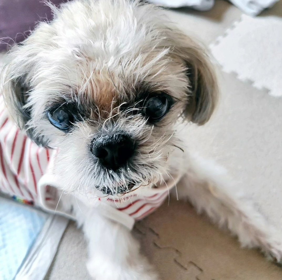 ぷろすたじおかせい tweet media