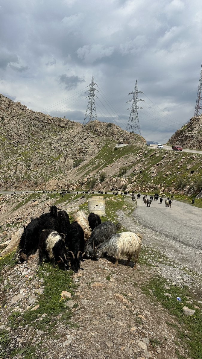 خەوم ڕێک دەکەمەوە tweet media