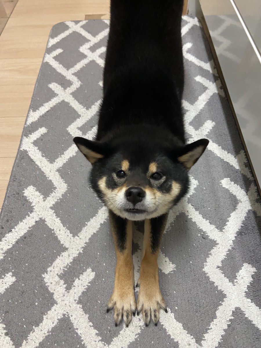 ごはんください