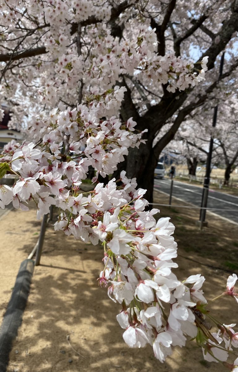 FromKibitan's tweet image. 富岡町の夜の森桜並木を見に行ったよ！きれいな桜をおすそ分け♪
#福島県　#Fukushima #Japan　#富岡町　#夜の森　#桜