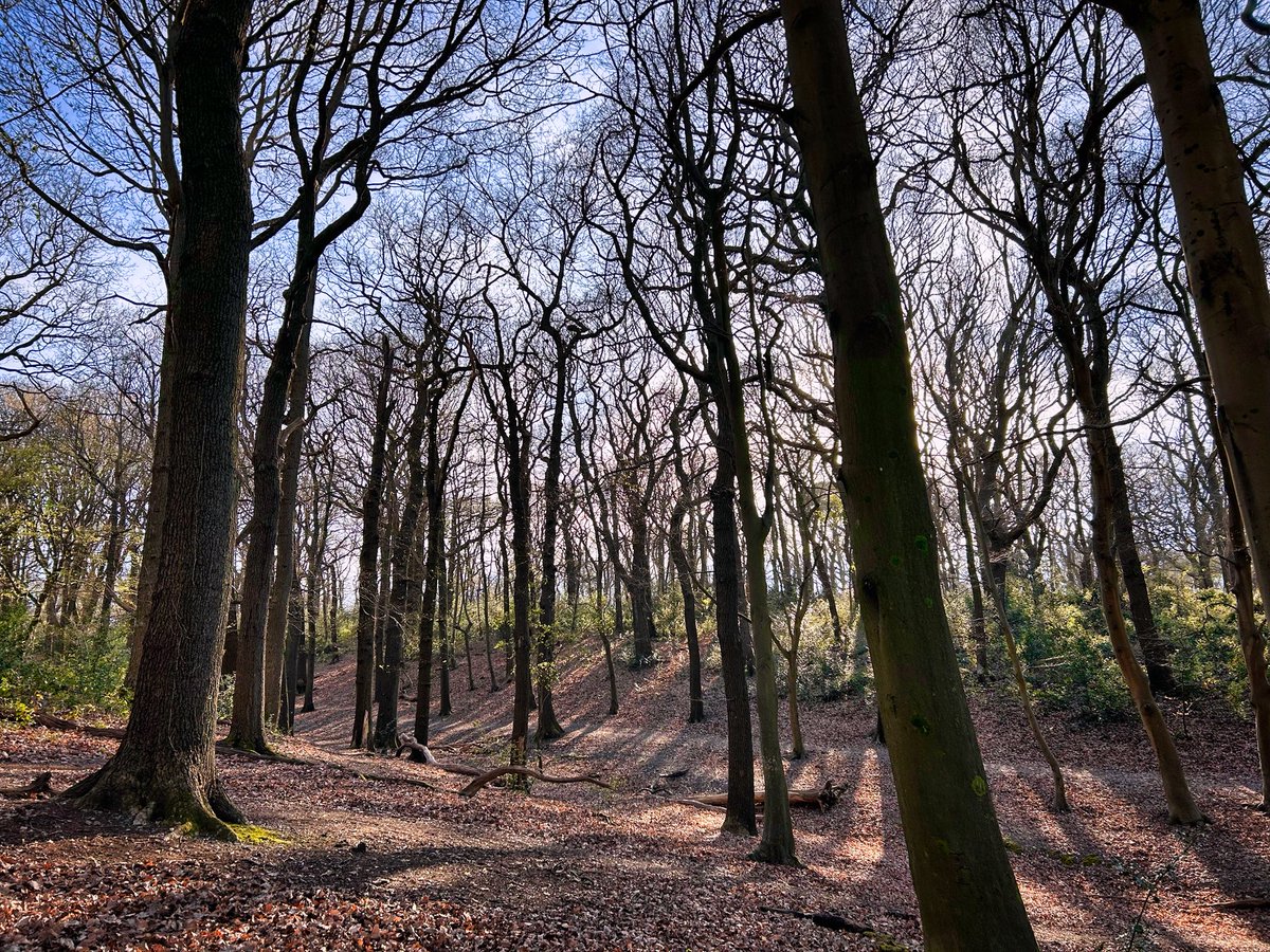 walks_camera's tweet image. Croham Hurst Beeches #trees #woodland #treeclub
