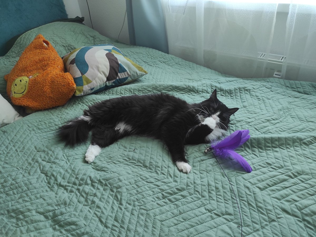 Море Распада tweet media