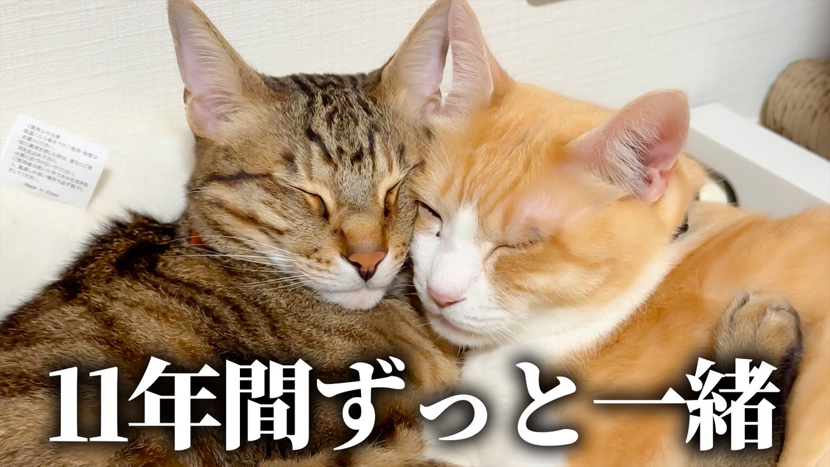 《あつし》@猫と暮らしています tweet media