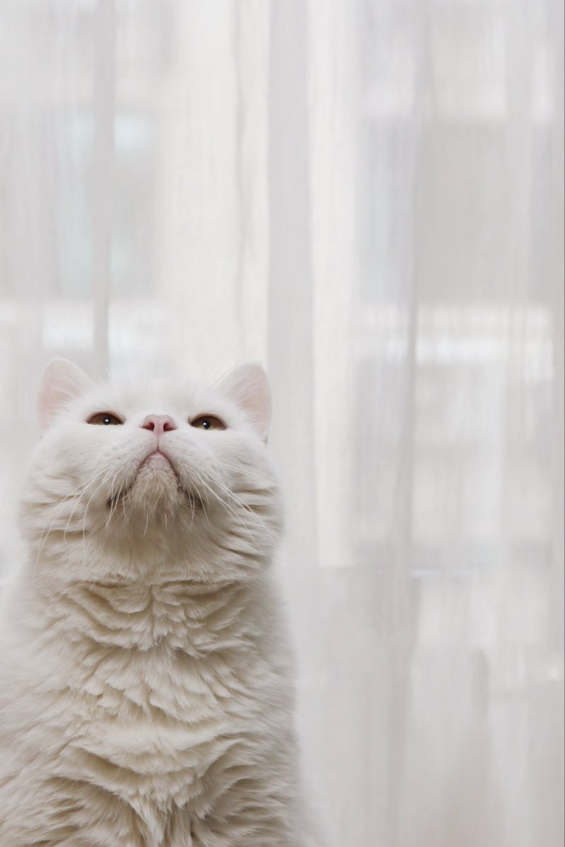 Noelle🇹🇼 tweet media