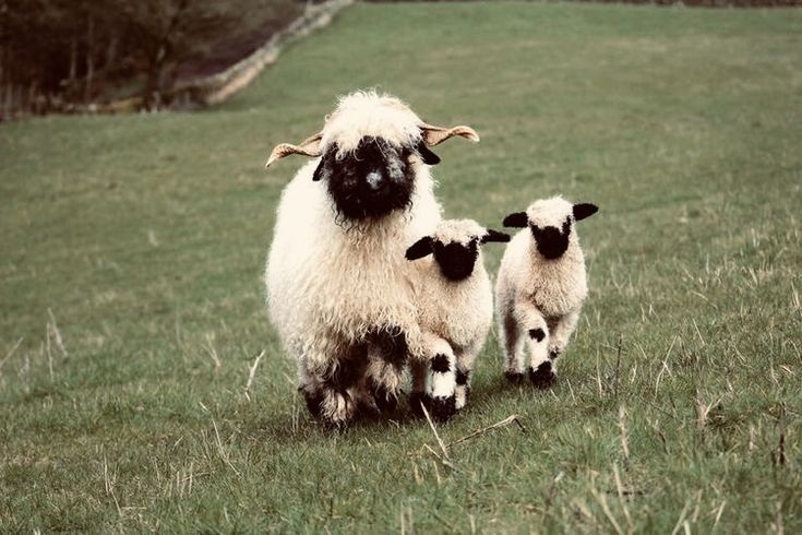 Sheep Daily 🐑 tweet media