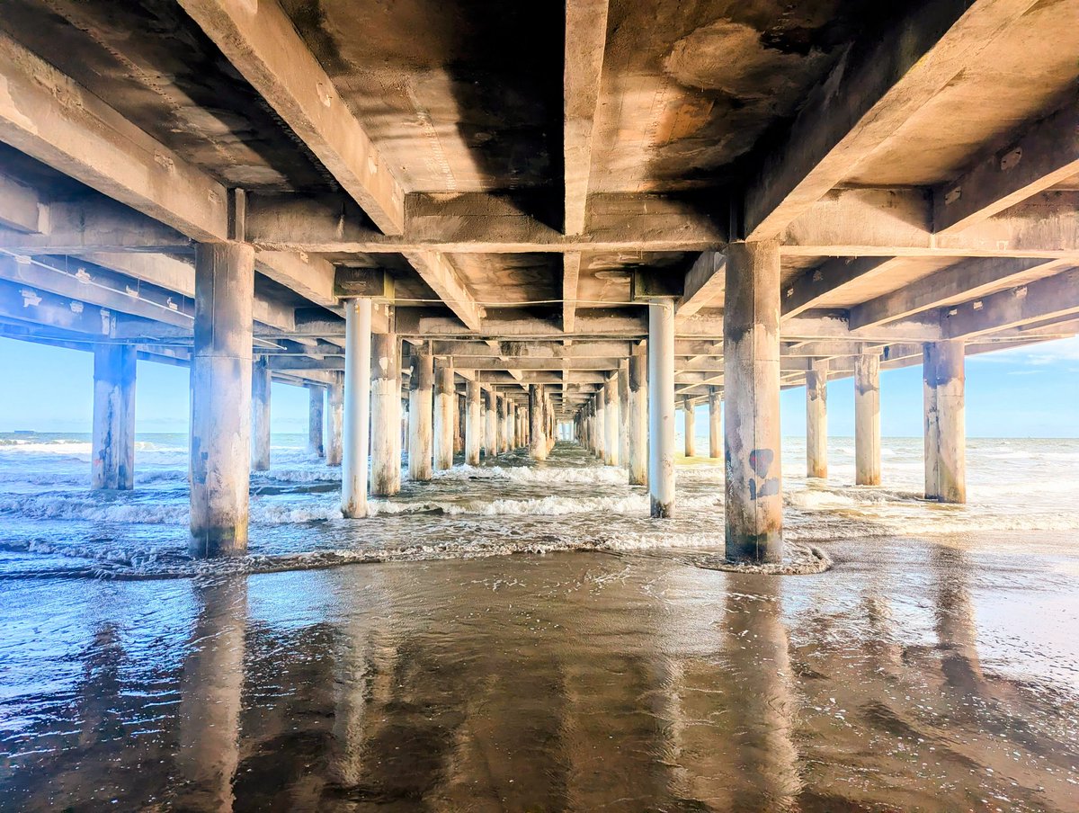 帆立 Hotate/Scallop tweet media