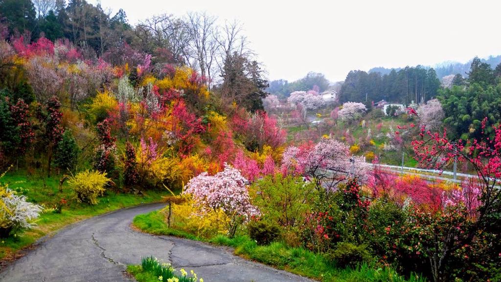 ふくしま花回廊 開花情報2026／ 4/10更新 🌸右輪台山のしだれ桜や芳水