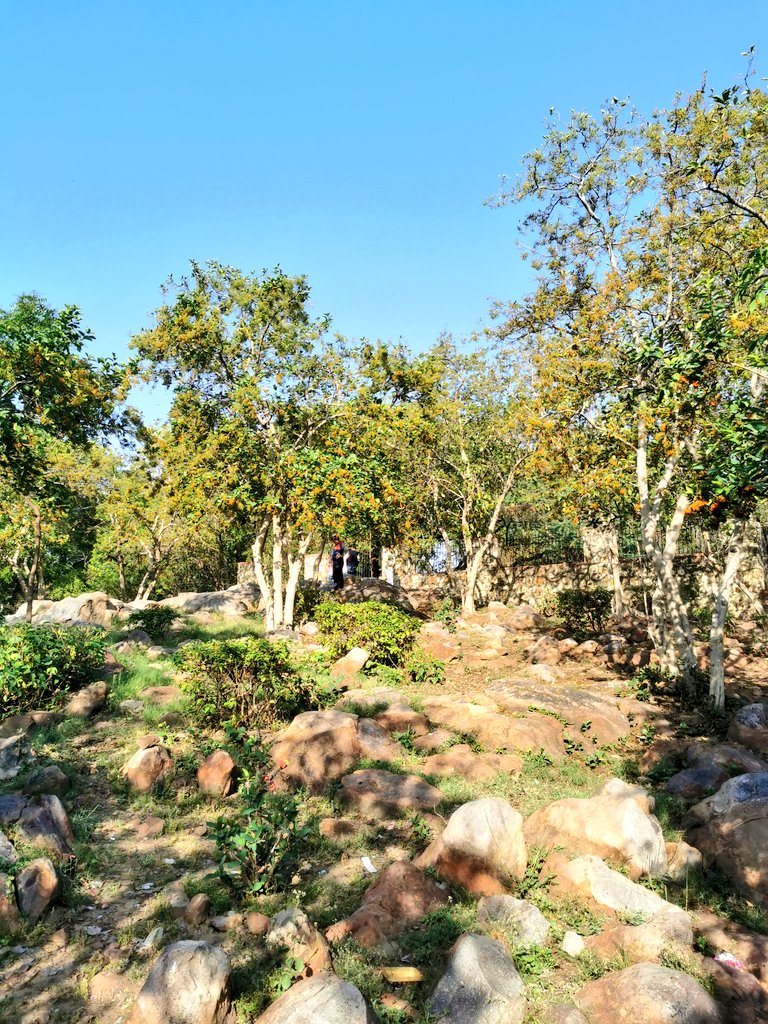 DelhiTrees tweet media