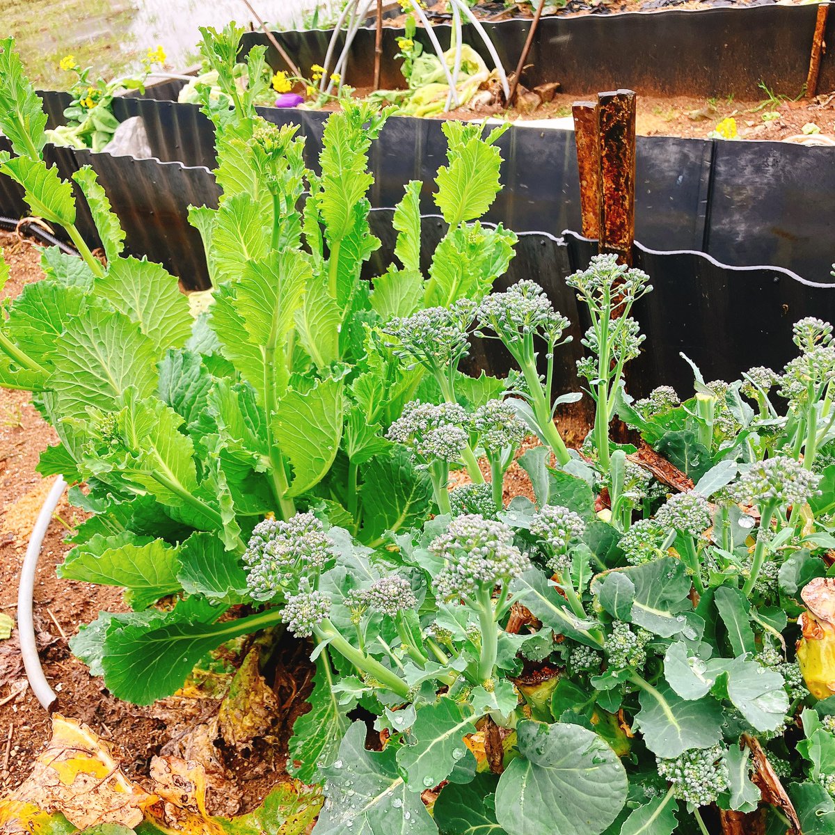 夜明美月 tweet media