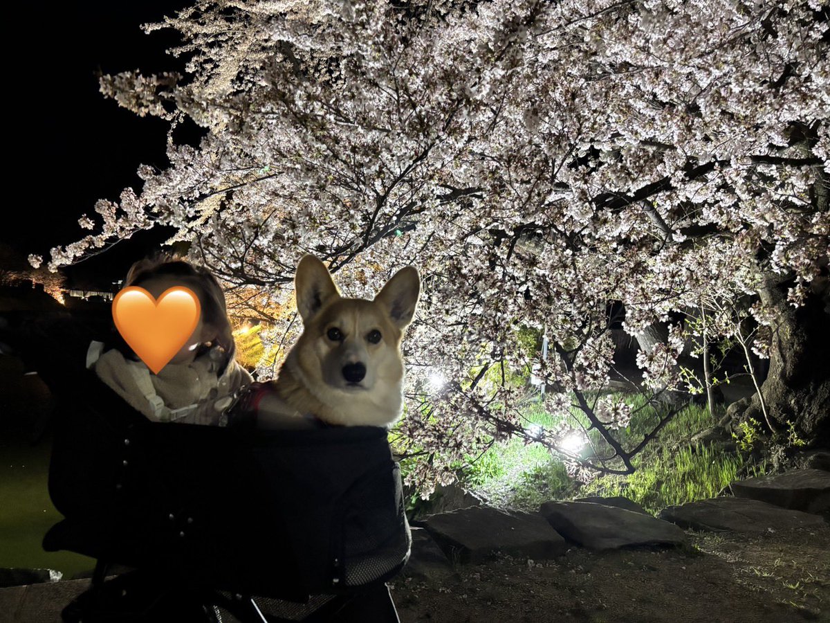 ひなた🐶 tweet media