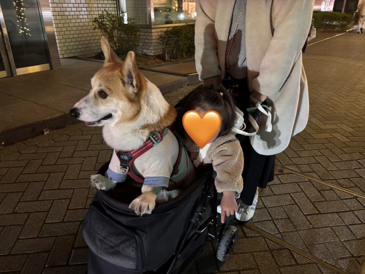 ひなた🐶 tweet media