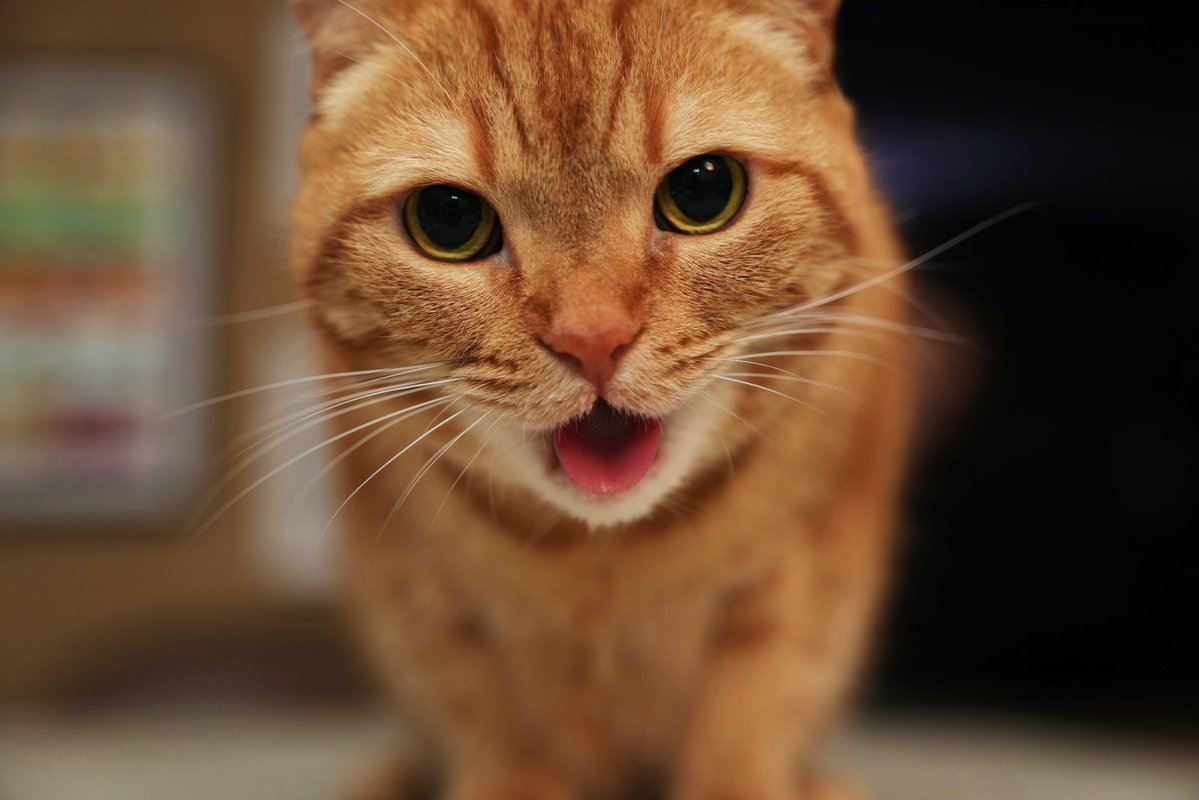 花江 夏樹 tweet media