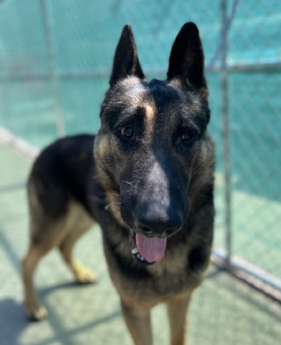 MorgFairsdogs's tweet image. Boreas 250382
Relisted TBK 4/11
#NYCACC #RescueOnly 
He is a handsome 2 yr old
Brought in by 👮‍♂️ after reported bite incident, minimal and conflicting info given
Bit puffer jacket of person passing by, no skin broken
Has CIRDC 🚑
Needs exp all adult home 
Save Boreas!
