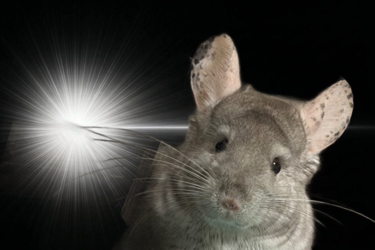 🆕໒꒱ tweet media