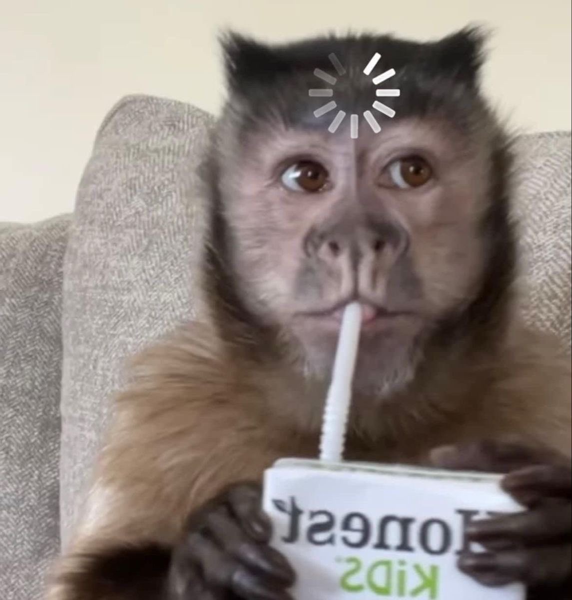 🎧ྀི pancito ( ⁱʳᵃ ᵃˡ ᶜᵒⁿᶜⁱᵉʳᵗᵒ ᵈᵉ BTS ᵉⁿ ᴘᴇʀᴜ✧) tweet media