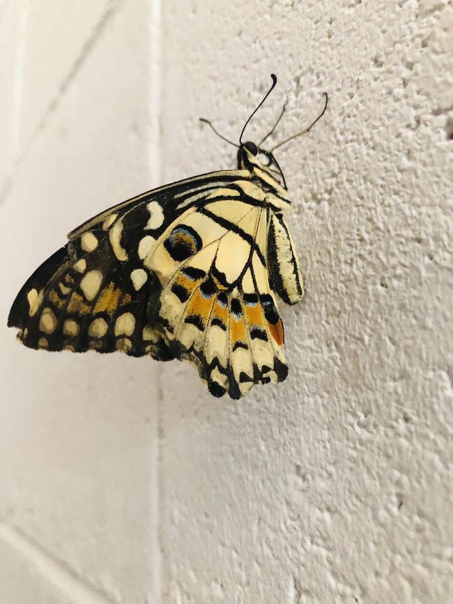 michquline73482's tweet image. ~A whisper of Life~✨

#buildingCharacter
#PrinciplesOfLife
#LifesLesson
#ValuingLife