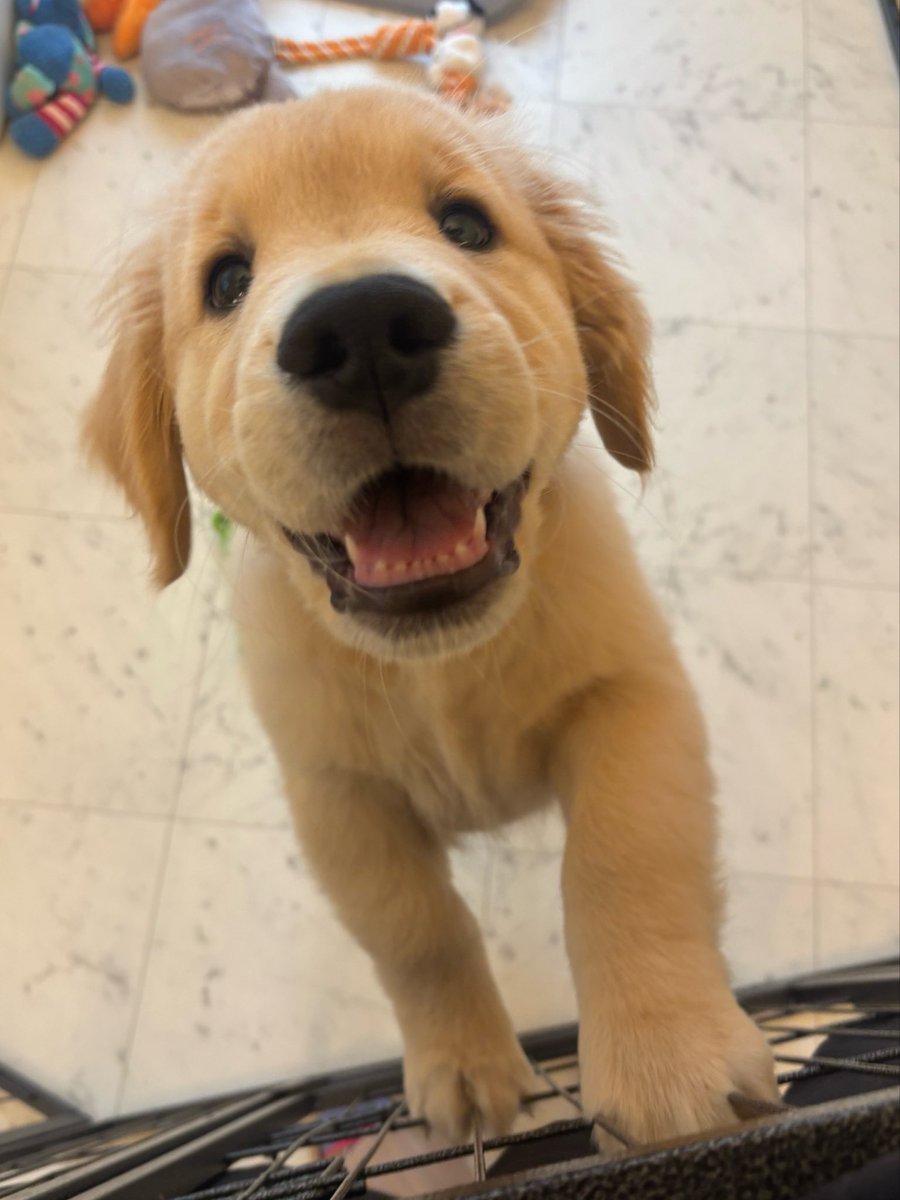 もずくゴールデンレトリバー tweet media