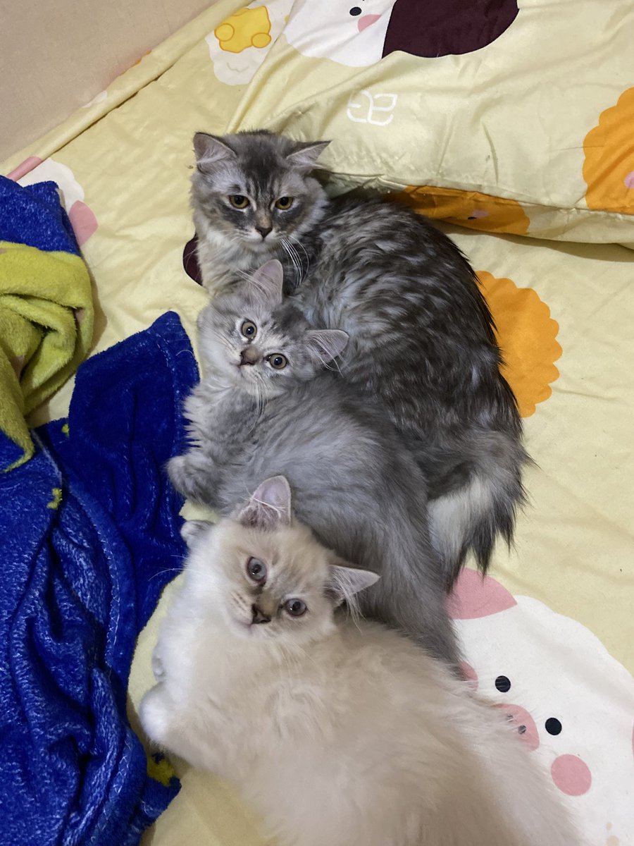 EvellaEvella's tweet image. OPEN ADOPSI SURABAYA
ini kucingku, aku udah nyari kosan dekat kampusku yang bisa pelihara kucing ga ada, jadi jalan satu satunya open adopsi mereka, bagi yang berkenan bisa dm aku ya, ada maharnya ya dan semoga amanah 😔😔🙏🏻
#kucing #SURABAYA #SBY #SURABAYABARAT #BARAT