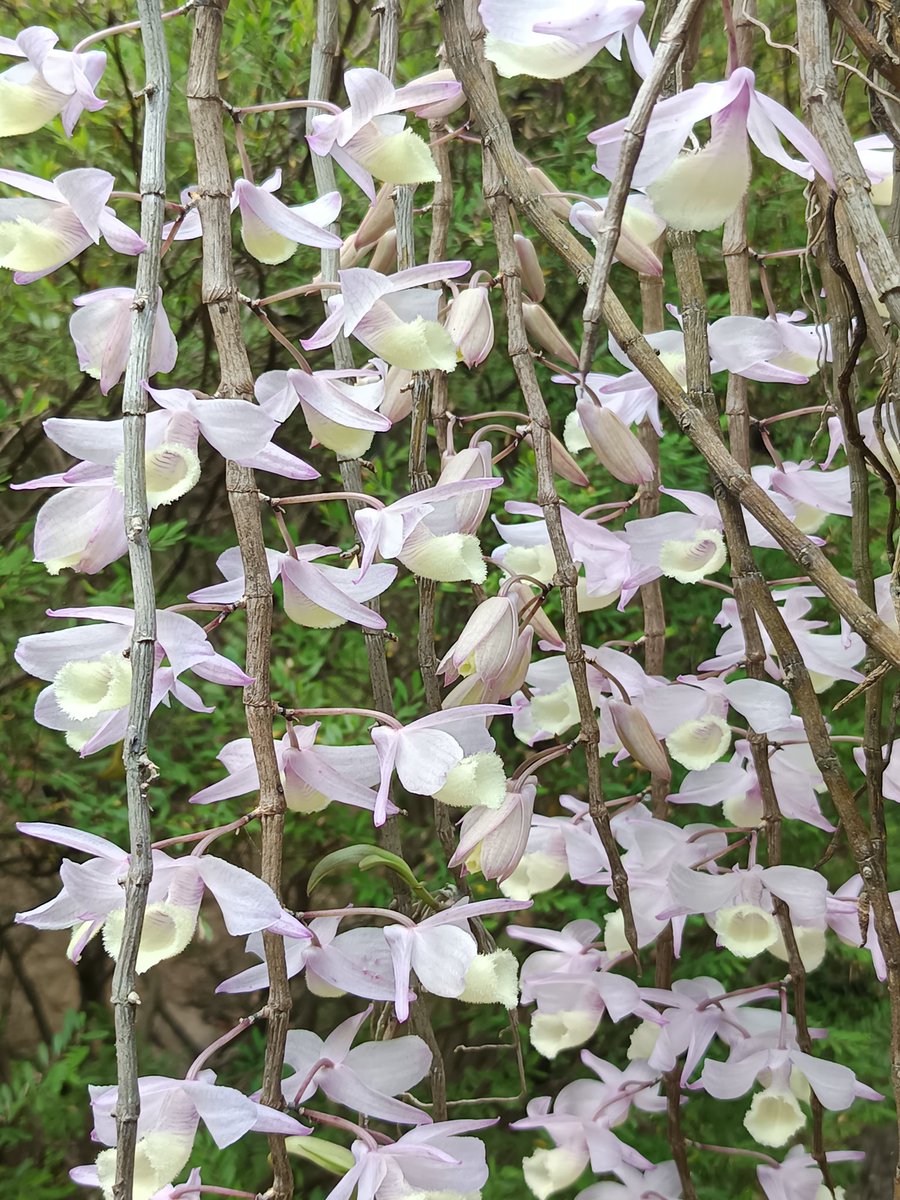 🍁SJ📚 tweet media