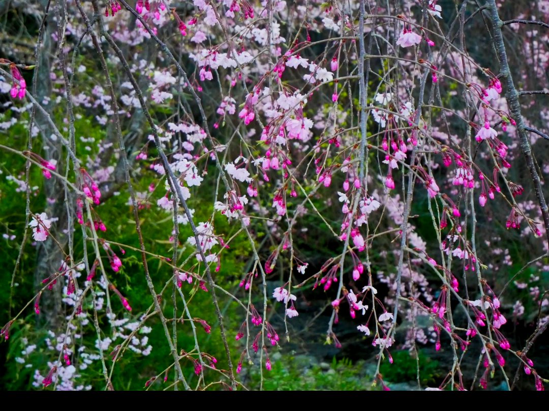 junko_nine's tweet photo. 枝垂れ桜 https://t.co/kmt067sxvR