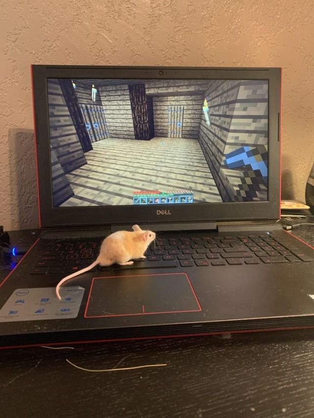 쥐배자 tweet media