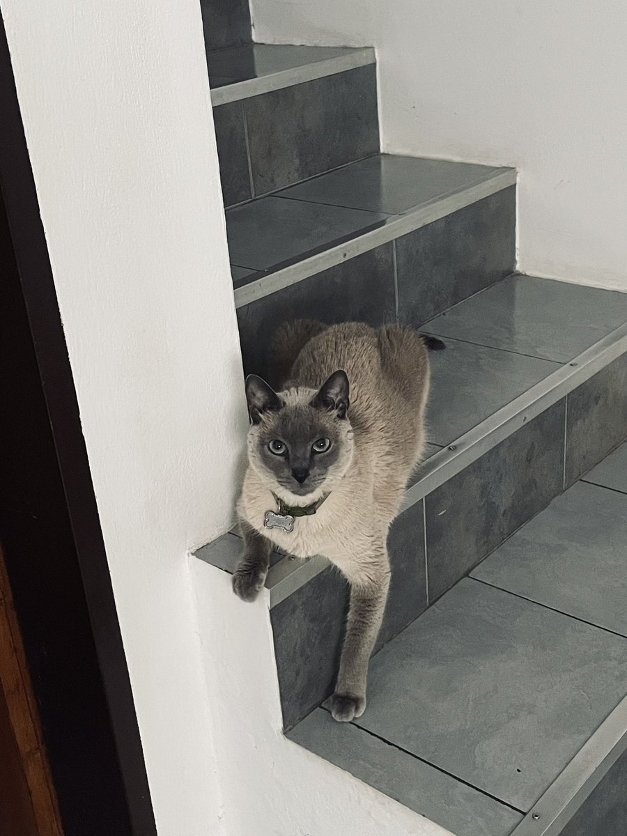 belubenzo_'s tweet photo. Siento que nunca voy a superar tu muerte Popis. Que difícil se me están haciendo estos días acá en casa sin vos bebé 💔 pero hoy a 2 días de que partiste encontré un regalito en la calza que me puse, me dejaste un bigotito ahí, gracias mi amor por seguir estando, nunca pares🩵✨ https://t.co/bil17VzPxm