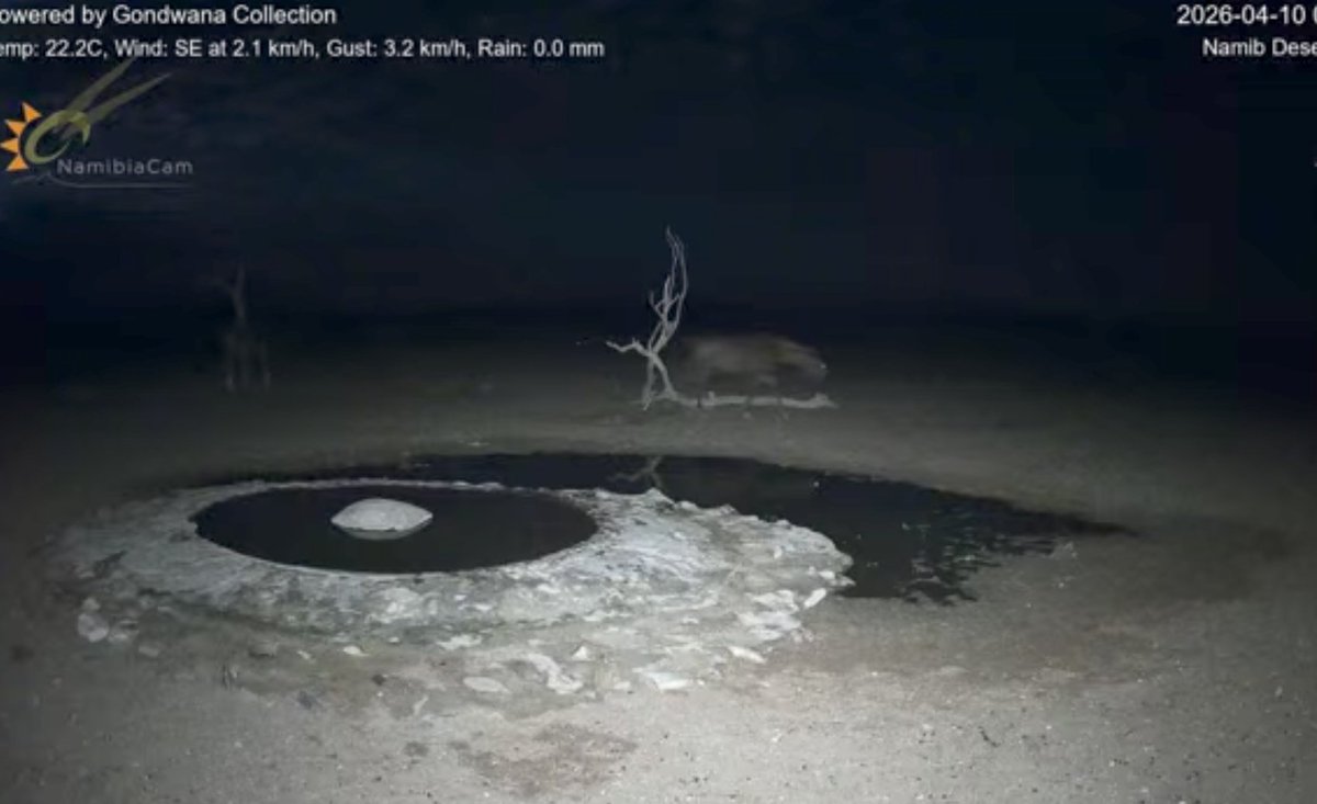 白色尉 tweet media