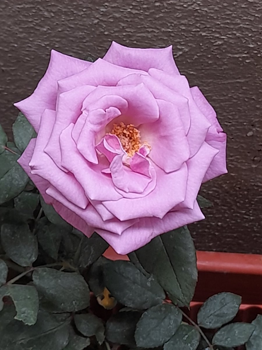 Preemila Pannir tweet media