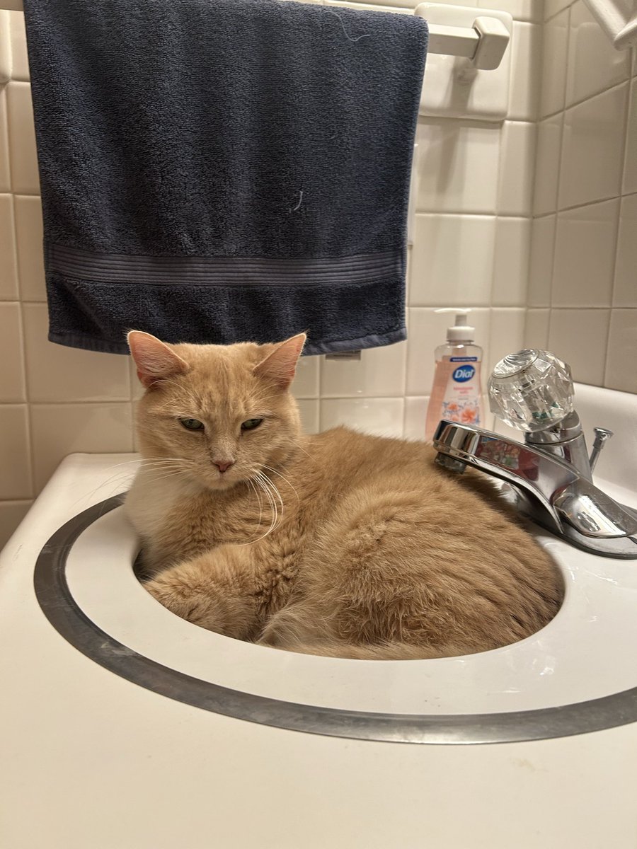 casper & gimli !! tweet media