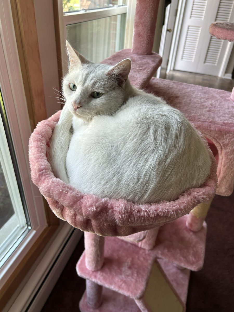 casper & gimli !! tweet media