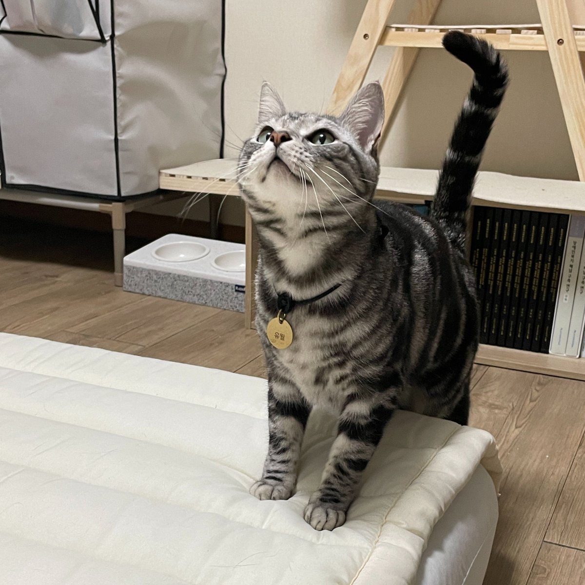 월월🐾 tweet media