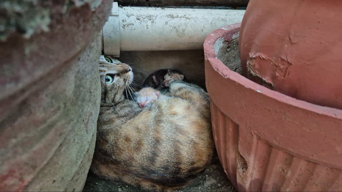 Cats in my garden