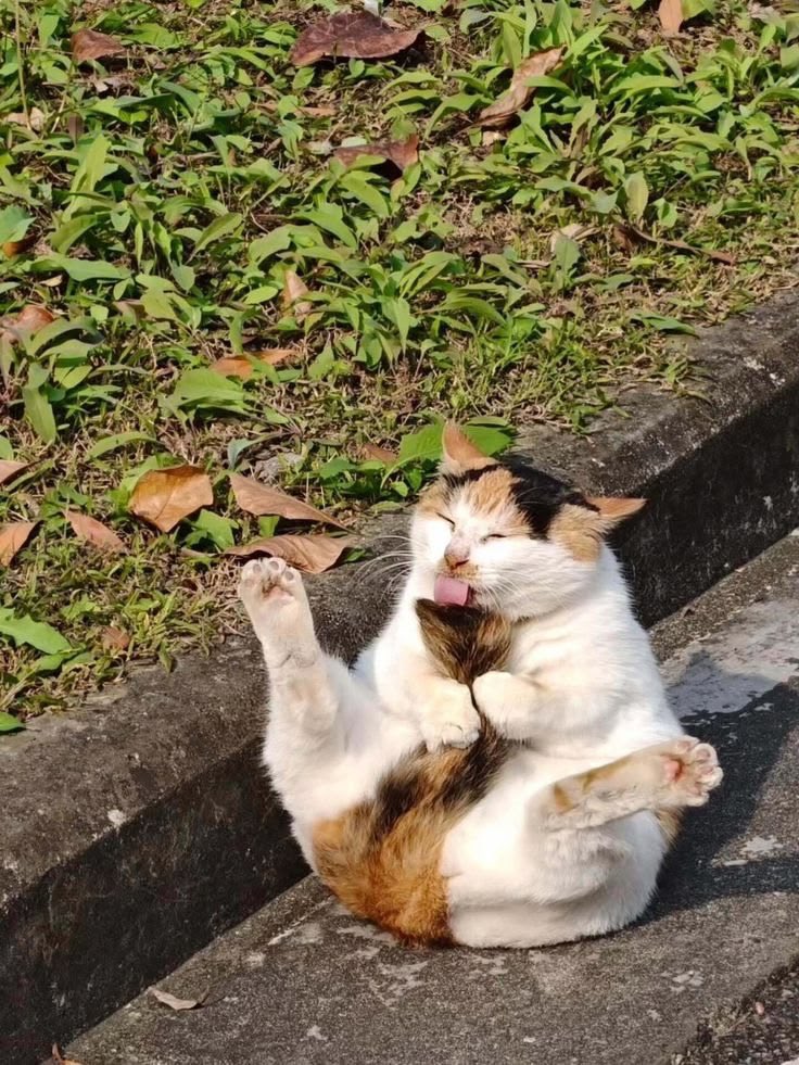 No Context Cats tweet media