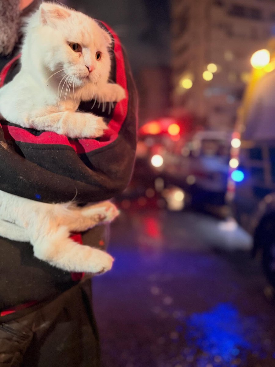 No Cats No Life tweet media