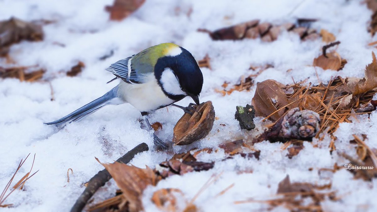 るる Lairaruru🐿🦋🌎🇯🇵 tweet media