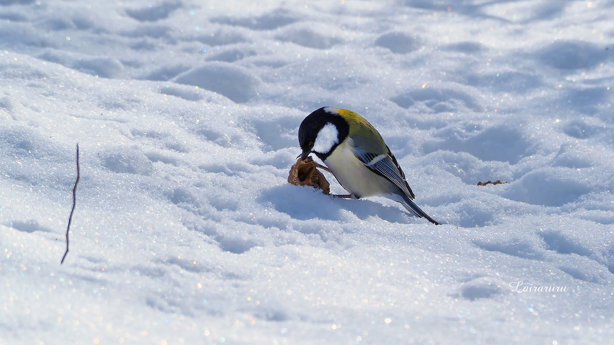るる Lairaruru🐿🦋🌎🇯🇵 tweet media