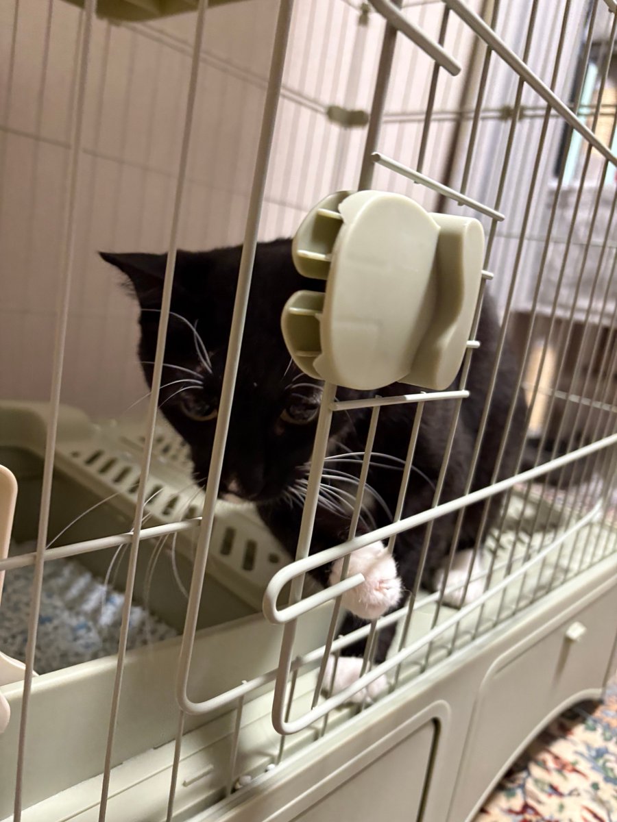 藤 あや子🐾 tweet media