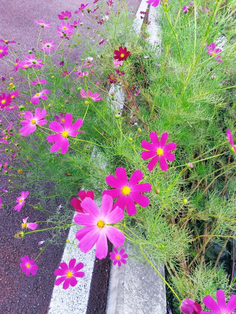 Jajee Mallige tweet media