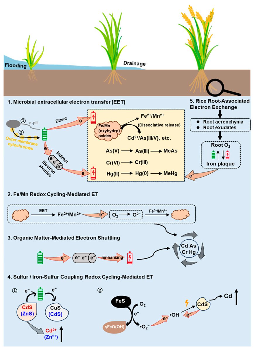 AgricultureMdpi's tweet image. 📢New Resource Available! #Agriculture

🌾Electron Transfer-Mediated #HeavyMetal (loid) Bioavailability, Rice Accumulation, and Mitigation in Paddy Ecosystems

📎Read more: doi.org/10.3390/agricu…
#electrontransfer #paddysoil #bioavailability #rice #accumulation #redoxcycling