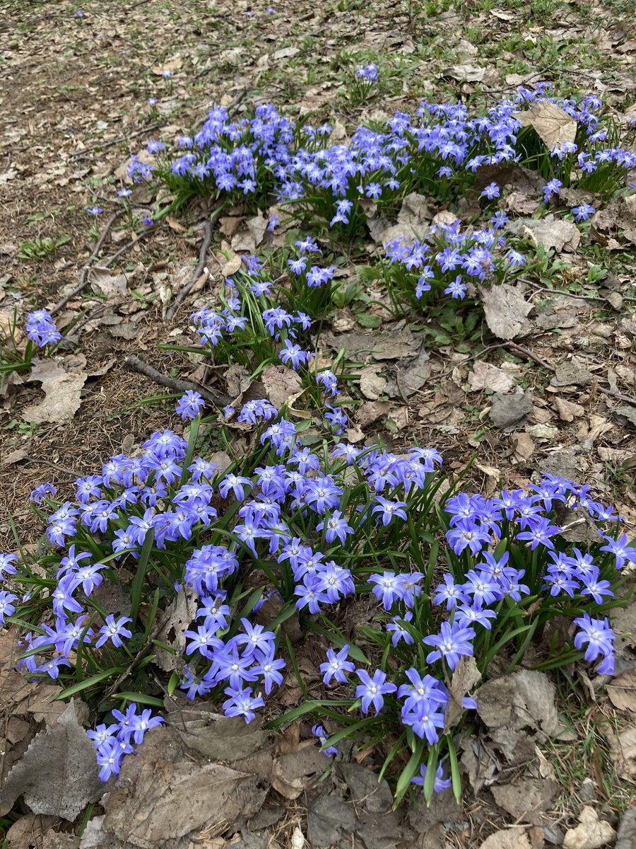 辺境の魔道士＠ギフトミンタラ tweet media