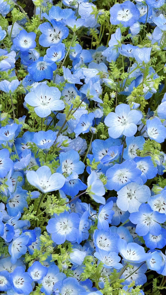 かなで@Skeb募集中 tweet media