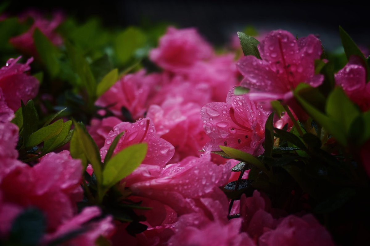 reject_dispute's tweet image. #Leitzphone #Xiaomi17Ultra #Xiaomi #XiaomiStoreJapan