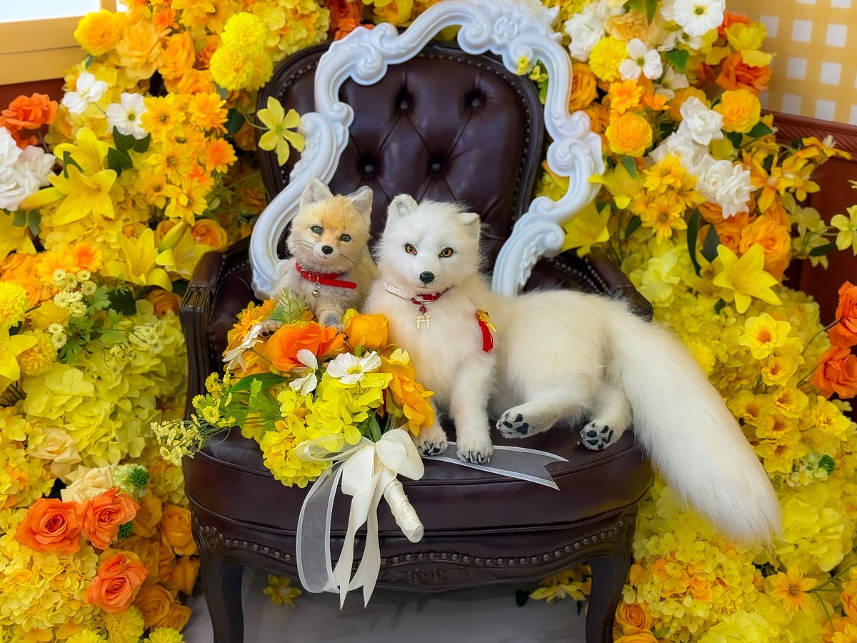 シティランきつね tweet media