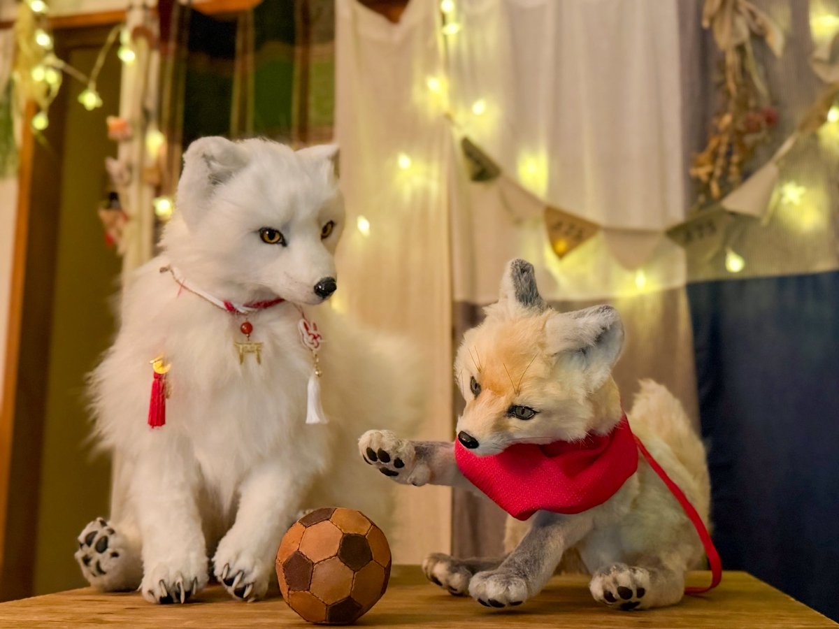 シティランきつね tweet media