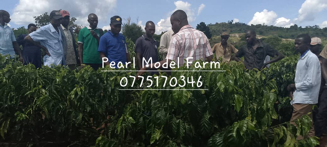 Taddewo W. Senyonyi tweet media