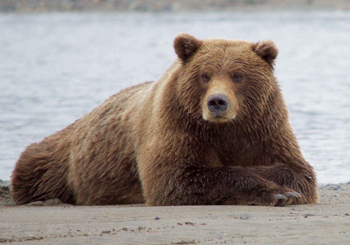🐻 Bear 🌼 (@bearposting) on Twitter photo 