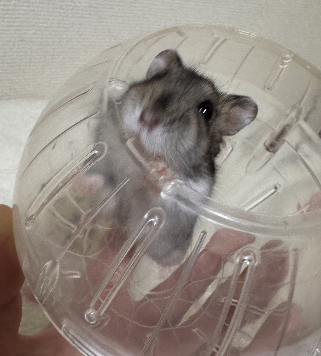 Eriko⭐︎ tweet media