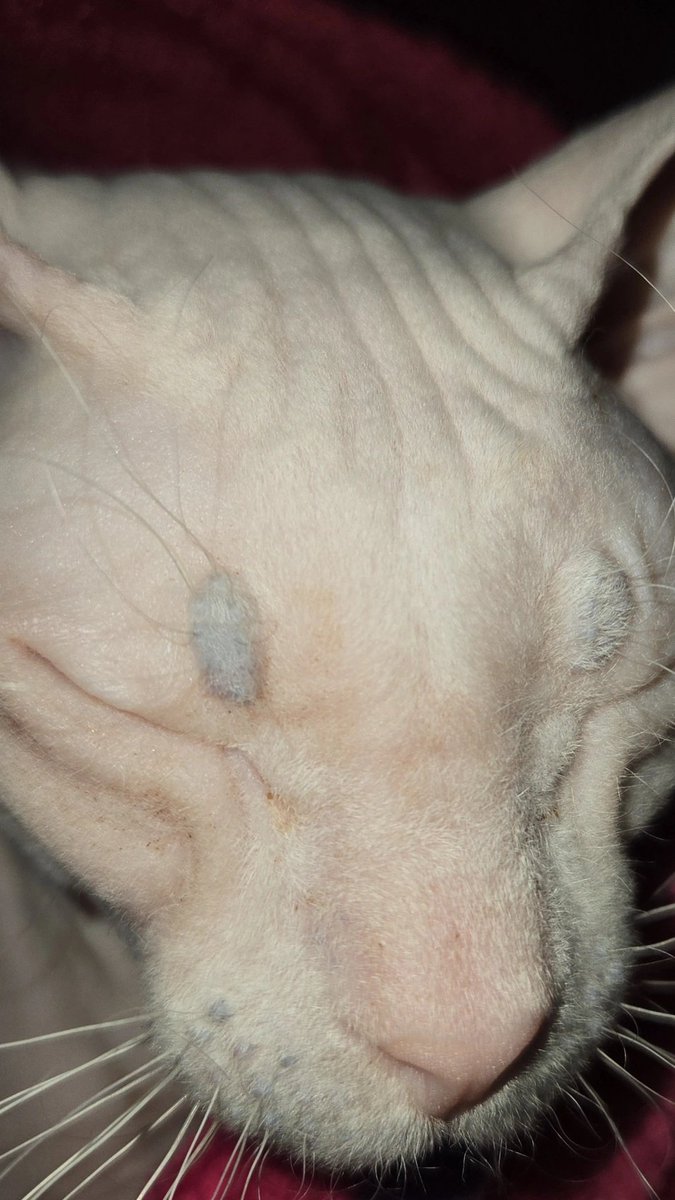 alice :3 tweet media